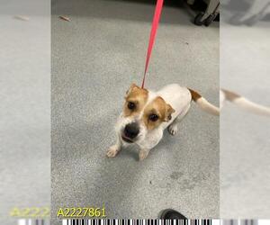 Chihuahua-Unknown Mix Dogs for adoption in West Palm Beach, FL, USA