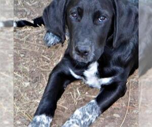 Borador Dogs for adoption in Benton, AR, USA