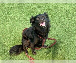 Chihuahua Dogs for adoption in Orange, CA, USA