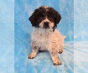Australian Shepherd-Great Pyrenees Mix Dogs for adoption in Brewster, NY, USA