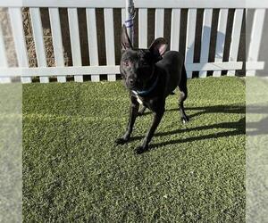 Staffordshire Bull Terrier-Unknown Mix Dogs for adoption in Modesto, CA, USA