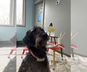Mutt Dogs for adoption in Sioux Falls, SD, USA