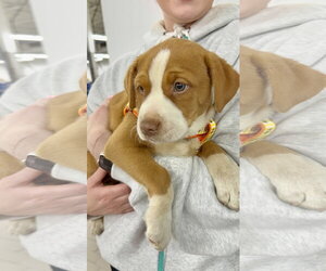 Mutt Dogs for adoption in Shelburne, VT, USA