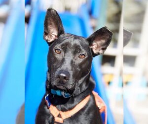 Mutt Dogs for adoption in Oro Medonte, Ontario, Canada