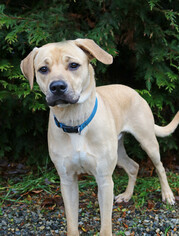 Mastador Dogs for adoption in Rocky Mount, VA, USA
