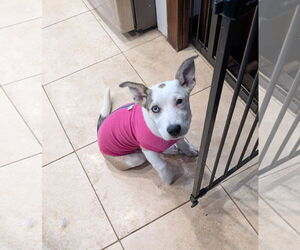 Pembroke Welsh Corgi-Staffordshire Bull Terrier Mix Dogs for adoption in Aurora, CO, USA