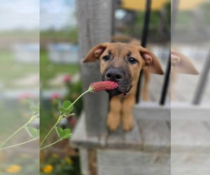 Mastiff-Unknown Mix Dogs for adoption in Oro Medonte, Ontario, Canada