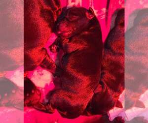 Labrador Retriever Dogs for adoption in Frankenmuth, MI, USA