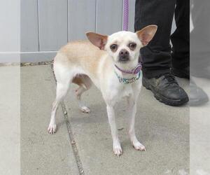 Chihuahua Dogs for adoption in Louisville, KY, USA