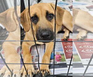 Mutt Dogs for adoption in Royal Palm Beach, FL, USA