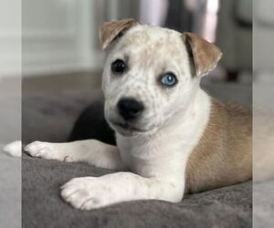 Mutt Dogs for adoption in Mundelein, IL, USA