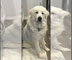 Great Pyrenees Dogs for adoption in PEYTON, CO, USA