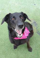 Labrador Retriever-Unknown Mix Dogs for adoption in Rockwall, TX, USA
