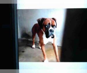 Boxer Dogs for adoption in San Bernardino, CA, USA