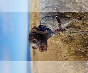 Small German Shorthaired Pointer