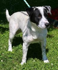 Lab-Pointer Dogs for adoption in Little Rock, AR, USA