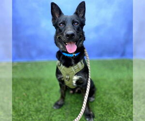 German Shepherd Dog-Unknown Mix Dogs for adoption in Long Beach, CA, USA