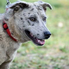 Small Catahoula Leopard Dog-Labrador Retriever Mix