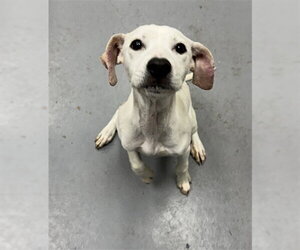 Labrador Retriever-Unknown Mix Dogs for adoption in Peoria, IL, USA