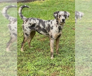 Catahoula Leopard Dog Dogs for adoption in Bristol, TN, USA