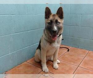 Siberian Husky-Unknown Mix Dogs for adoption in Downey, CA, USA