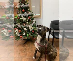 Mutt Dogs for adoption in London, Ontario, Canada
