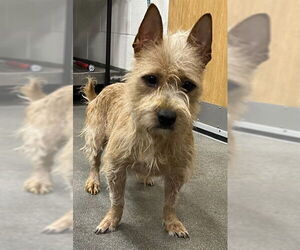 Cairn Terrier Dogs for adoption in Forestville, MD, USA
