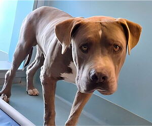 Mutt Dogs for adoption in Pasadena, CA, USA