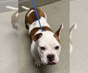 American Pit Bull Terrier-Unknown Mix Dogs for adoption in Las Vegas, NV, USA