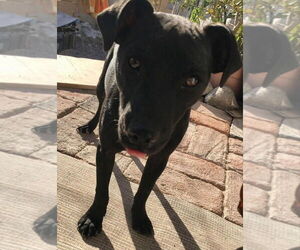 Dachshund-Unknown Mix Dogs for adoption in San Diego , CA, USA