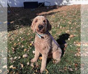 Goldendoodle Dogs for adoption in Newfield, NJ, USA