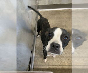 Boston Terrier Dogs for adoption in San Bernardino, CA, USA