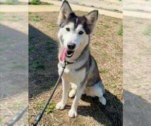 Siberian Husky-Unknown Mix Dogs for adoption in Forestville, MD, USA