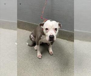 Mutt Dogs for adoption in Las Vegas, NV, USA