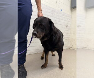 Rottweiler Dogs for adoption in San Bernardino, CA, USA