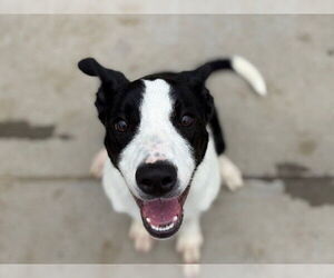 Border Collie-Unknown Mix Dogs for adoption in Tulsa, OK, USA