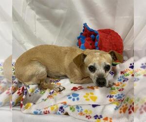 Chihuahua Dogs for adoption in Modesto, CA, USA