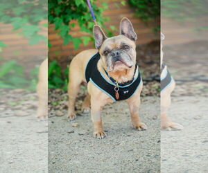 French Bulldog Dogs for adoption in St. Louis Park, MN, USA
