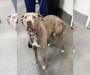 Mutt Dogs for adoption in Forestville, MD, USA