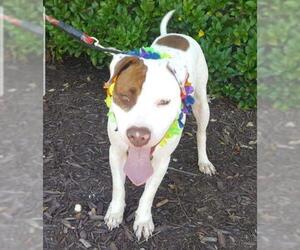 American Staffordshire Terrier Dogs for adoption in Winder, GA, USA