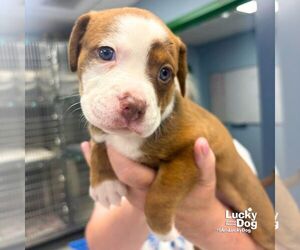 Mutt Dogs for adoption in Washington, DC, USA