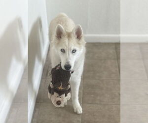 Alaskan Malamute Dogs for adoption in Woodland, CA, USA