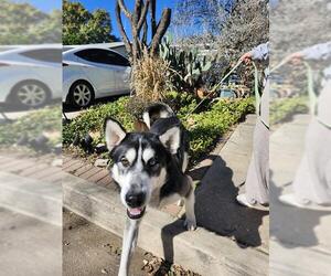 Siberian Husky-Unknown Mix Dogs for adoption in San Antonio, TX, USA