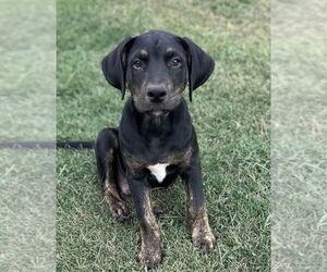Boxador Dogs for adoption in Boston, MA, USA