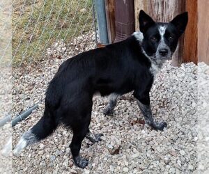 Border Collie Dogs for adoption in Highland, IL, USA
