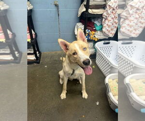 Huskies -Unknown Mix Dogs for adoption in Evansville, IN, USA