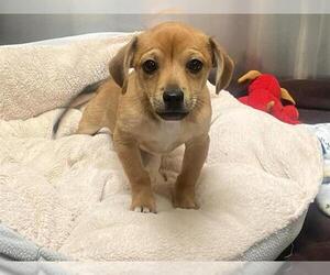 Chihuahua-Unknown Mix Dogs for adoption in Orange, CA, USA