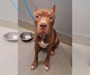 Mutt Dogs for adoption in Las Vegas, NV, USA