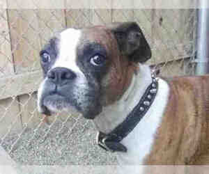 Boxer Dogs for adoption in Missoula, MT, USA