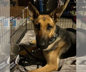German Shepherd Dog Dogs for adoption in Tracy, CA, USA